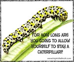 butterfly caterpillar